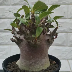 2025年最新】アデニウム ブラックスキンの人気アイテム - メルカリ