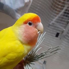 ⭐　熊本県産のい草　⭐　インコ　カジカジ、ガジガジおもちゃ　バードトイ 51⭐ い草お試しセット ⭐ インコ カジカジ、ガジガジおもちゃ