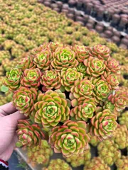 【6株の抜き苗セット】レジティア　多肉植物　佐川急便発送　エケベリア　韓国苗　MTu15