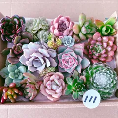 111 多肉植物寄せ植えセット