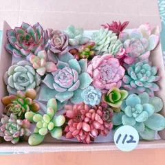 112 多肉植物寄せ植えセット