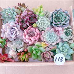 113 多肉植物寄せ植えセット