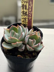 2025年最新】龍鱗蓮華の人気アイテム - メルカリ