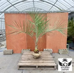 2025年最新】ココスヤシ シルバーリーフの人気アイテム - メルカリ