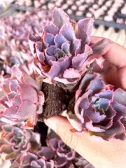 2025年最新】多肉植物 エケベリア セットの人気アイテム - メルカリ