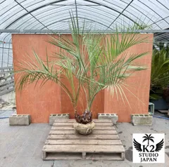 2025年最新】ココスヤシ 双子の人気アイテム - メルカリ