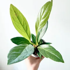 2025年最新】原種アンスリウムの人気アイテム - メルカリ