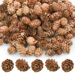 【迅速発送】Bacucine 天然松ぼっくり 200個入れ クリスマス ドライフラワー 干し松ぼっくり ミニ 松かさ クリスマスツリー オーナメント 約L2.5～3.5 装飾 加工 プレセント 0