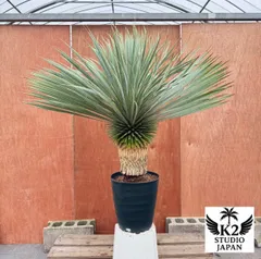 2025年最新】ロストラータ ユッカの人気アイテム - メルカリ