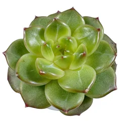 【現品販売】韓国苗 エケベリア メロンソーダ 多肉植物