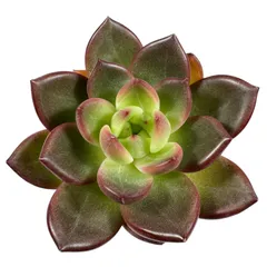 【現品販売】韓国苗 エケベリア フラワーリング 多肉植物