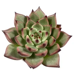 【現品販売】韓国苗 エケベリア インディアカ 多肉植物