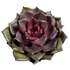 【現品販売】韓国苗 エケベリア エスパーローズ 多肉植物