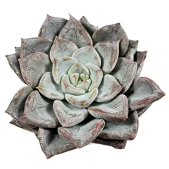 【現品販売】韓国苗 エケベリア ブルーウェディング 多肉植物