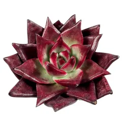 【現品販売】韓国苗 エケベリア ピンクポピー 多肉植物