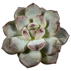 【現品販売】韓国苗 エケベリア ブラックアイスモン 多肉植物