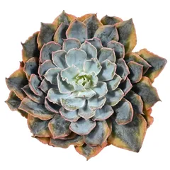 【現品販売】韓国苗 エケベリア ブルーヘロン錦 多肉植物