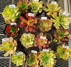 多肉植物 アエオニウム 名前付発送 アエオ弁当 カット苗6種セット