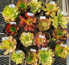 2025年最新】シャネル 多肉の人気アイテム - メルカリ