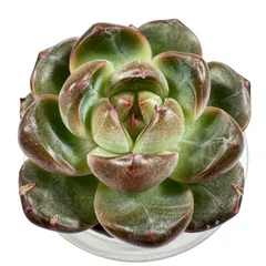 【現品販売】韓国苗 エケベリア ロベリア 多肉植物