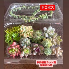 ☆うさぎさん入り☆多肉植物寄せ植えセット☆25種類30カット以上