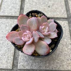 すぐにピンクプリティ丼出来ます💕多肉植物 ピンクプリティ 4ポット
