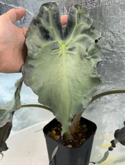 2025年最新】アロカシア 斑入りの人気アイテム - メルカリ