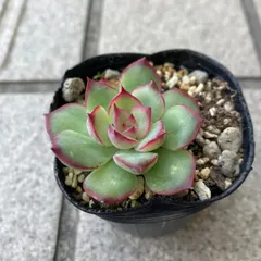 購入済み　No32 メキシコプリドニス×乙女心　カット　ネコポス発送　多肉 購入済み No32 メキシコプリドニス×乙女心 カット ネコポス発送 多肉