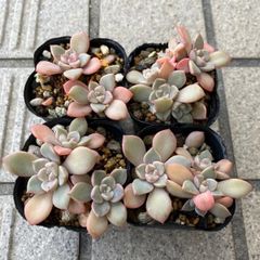 すぐにピンクプリティ丼出来ます💕多肉植物 ピンクプリティ 4ポット