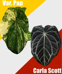 2025年最新】アンスリウムハイブリッドの人気アイテム - メルカリ