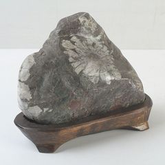 鑑賞石 天然石 ハチノスサンゴ化石 デボン紀 唐木台付 C R5967 - メルカリ