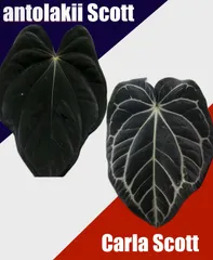 2025年最新】アンスリウムハイブリッドの人気アイテム - メルカリ