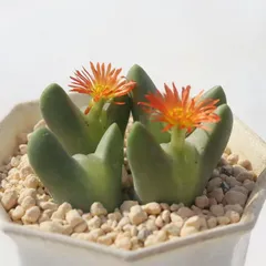 秋紅姫 2頭 コノフィツム Conophytum akibenihime 多肉植物 小さな庭 グリーン 観葉植物 ビザールプランツインテリア コノフィツム通販 多肉植物販売