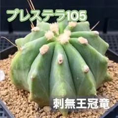 2025年最新】金冠竜の人気アイテム - メルカリ