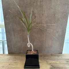 ドラセナ コンシンネ レインボー 黒陶器鉢 曲がり  現品 Dracaena concinna 'Rainbow' キジカクシ科 ドラセナ属 観葉植物 観葉 植物 インテリア プレゼント おしゃれ かわいい グリーン リビング グリーン