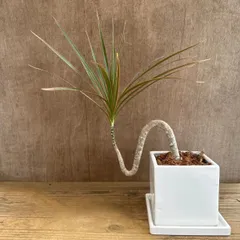 ドラセナ コンシンネ レインボー 白陶器鉢 曲がり 現品  Dracaena concinna 'Rainbow' キジカクシ科 ドラセナ属 観葉植物 観葉 植物 インテリア プレゼント おしゃれ かわいい グリーン リビング グリーン