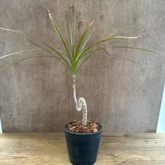 ドラセナ コンシンネ レインボー 鉢付き 曲がり ① 現品  Dracaena concinna 'Rainbow' キジカクシ科 ドラセナ属 観葉植物 観葉 植物 インテリア プレゼント おしゃれ かわいい グリーン リビング グリーン