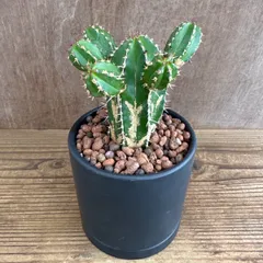 ユーフォルビア 大正キリン 黒陶器鉢 現品 Euphorbia echinus トウダイグサ科 ユーフォルビア属 現品 観葉植物 観葉 植物 珍奇植物 珍奇 珍しい レア 希少 多肉植物 多肉 インテリア プレゼント おうち時間 グリーン おすすめ