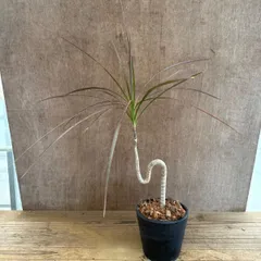 ドラセナ コンシンネ レインボー 鉢付き 曲がり ④ 現品  Dracaena concinna 'Rainbow' キジカクシ科 ドラセナ属 観葉植物 観葉 植物 インテリア プレゼント おしゃれ かわいい グリーン リビング グリーン