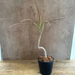 ドラセナ コンシンネ レインボー 鉢付き 曲がり ⑤ 現品  Dracaena concinna 'Rainbow' キジカクシ科 ドラセナ属 観葉植物 観葉 植物 インテリア プレゼント おしゃれ かわいい グリーン リビング グリーン