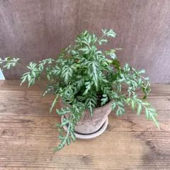 プテリス エバーゲミエンシス ベージュ陶器鉢 現品 Pteris ensiformis 'Evergemiensis' 常緑シダ植物 シダ植物 シダ 観葉植物 観葉 植物 珍奇植物 珍奇 珍しい インテリア プレゼント グリーン 涼しげな植物