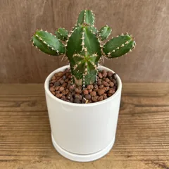 2026年最新】珍奇植物の人気アイテム - メルカリ