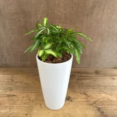 プテリス アルボリネアータ 陶器鉢 現品 Pteris ensiformis 'Albolineata' イノモトソウ科 シダ植物 シダ 観葉植物 観葉 植物 珍奇植物 珍奇 珍しい インテリア プレゼント オオバイノモトソウ 涼しげな植物