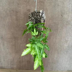プテリス アルボリネアータ コルク付け 現品 Pteris ensiformis 'Albolineata' イノモトソウ科 シダ植物 シダ 観葉植物 観葉 植物 珍奇植物 珍奇 珍しい ハンギング 吊るす 吊り下げ インテリア プレゼント オオバイノモトソウ