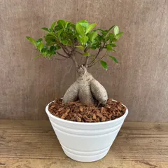 2025年最新】希少ガジュマルの人気アイテム - メルカリ