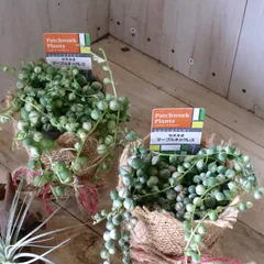 ひよこモリモリ♡斑入りグリーン（マーブル）ネックレスメルカリ便で モリモリ♡斑入りグリーン（マーブル）ネックレス♡2.5号♡2個セット