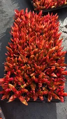 新発売　MWS6　火祭り　72苗セット　土と根付き　多肉植物　エケベリア　韓国苗　サボテン　詰め合わせ　寄せ植え