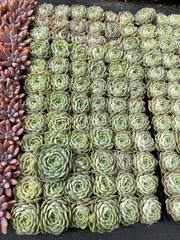 新発売　MWS7　アンスノー　72苗セット　土と根付き　多肉植物　エケベリア　韓国苗　サボテン　詰め合わせ　寄せ植え