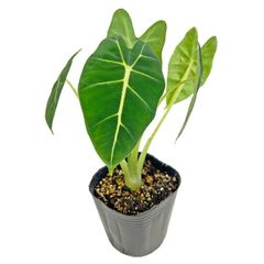 UJ モンステラ ゴールドリーフ 4号 アーバンジャングル フルムーン