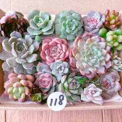 118 多肉植物寄せ植えセット